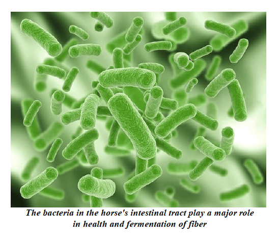 Image result for probiotics for horses