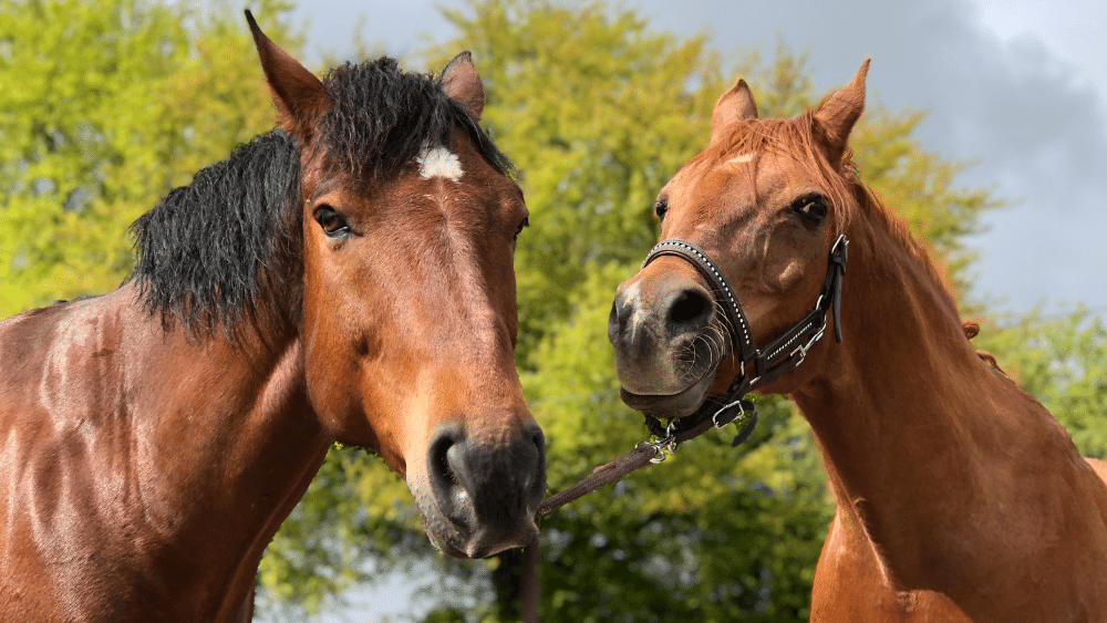 Two horses together