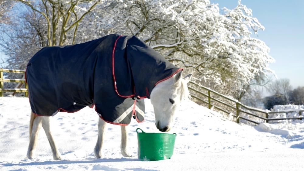 Winter horse feeding in the snow