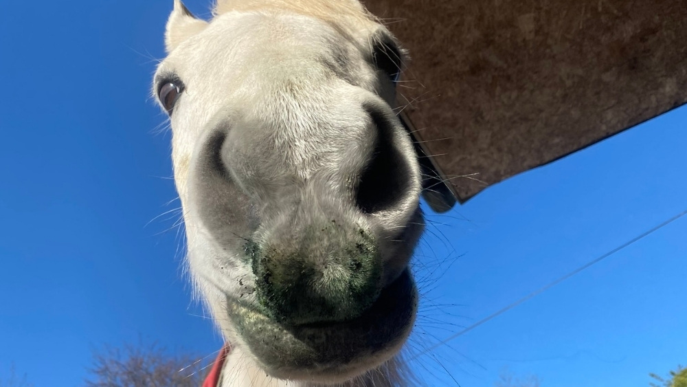 Horse spirulina nose