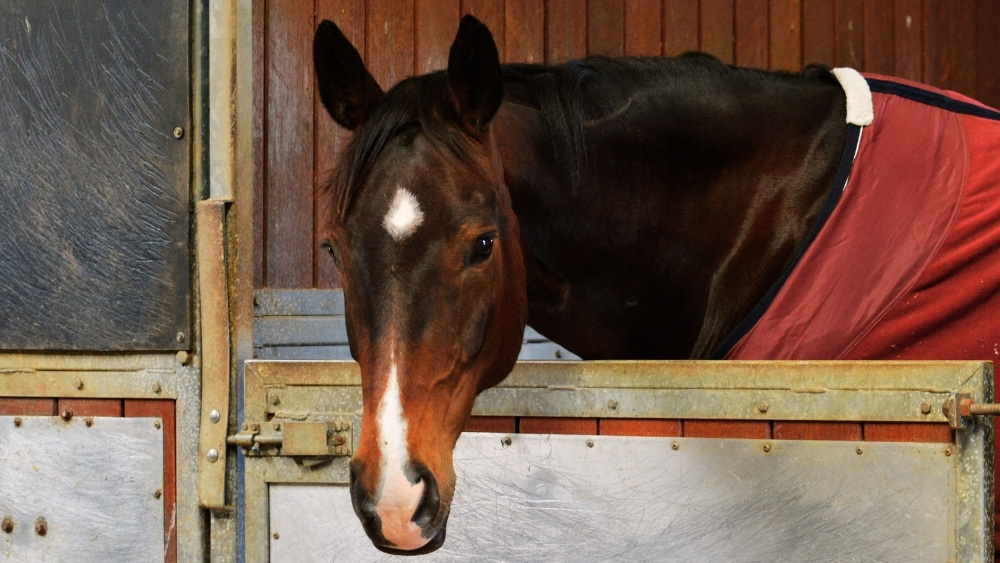 EPSM and PSSM in Horses