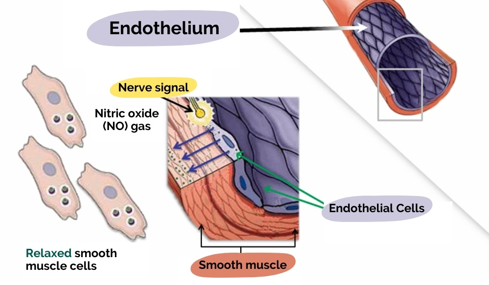 Endothelium - nitric oxide in horses