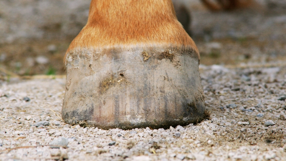 horse hoof