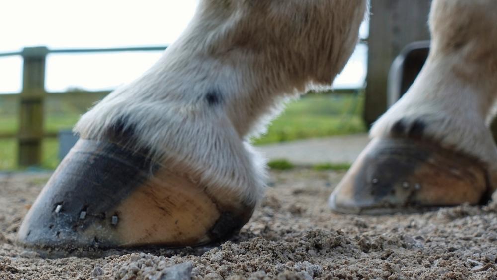 A close up of a horses hooves