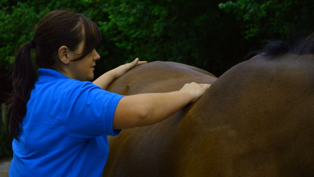 nutrition for horse muscles