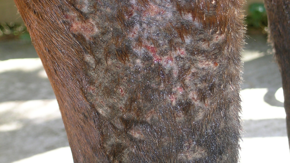 A close up of sweet itch on a horses leg